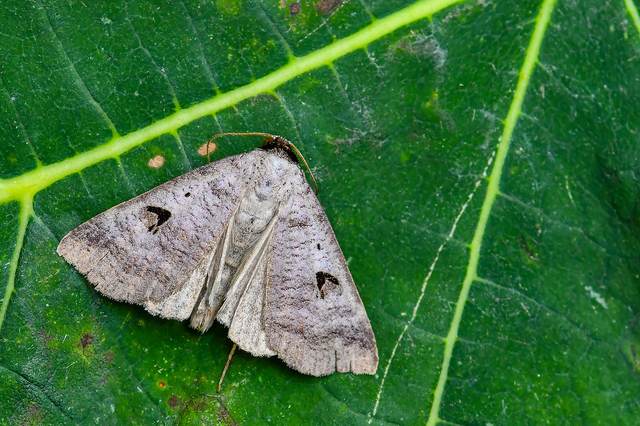 Lygephila pastinum - közönséges csüdfűbagoly