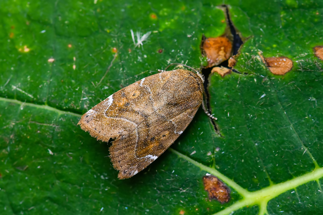 Cosmia affinis - barna lombbagoly