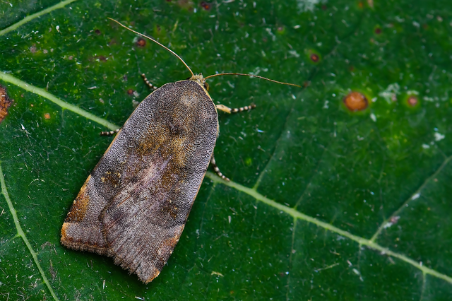 Noctua janthe/janthina