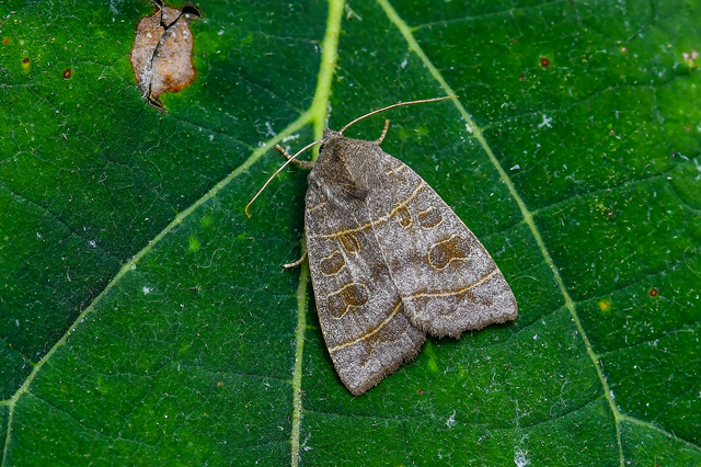 Ipimorpha subtusa - csúcsos nyárfabagoly
