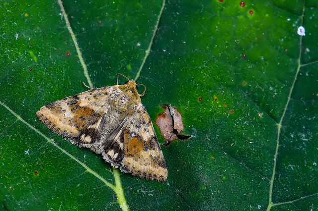 Heliothis adaucta - somkóróbagoly