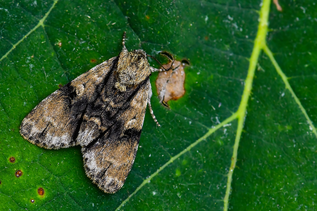 Acronicta alni - éger-szigonyosbagoly