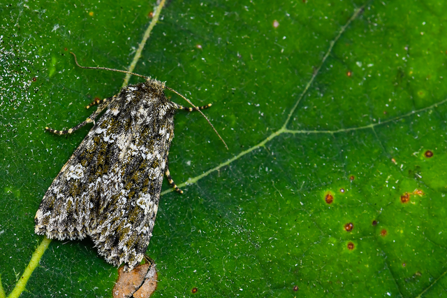 Polymixis polymita - kankalin-tarkabagoly