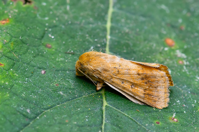 Helicoverpa armigera - kukorica-veteménybagoly