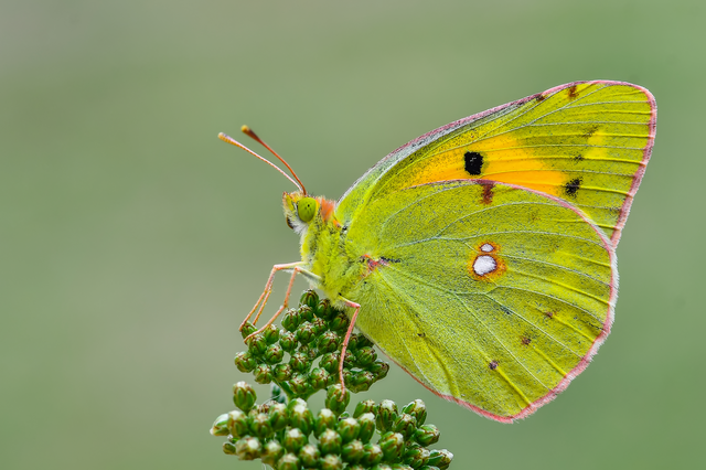 Colias croceus - sáfránylepke
