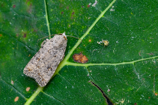 Paradrina clavipalpis - közönséges selymesbagoly