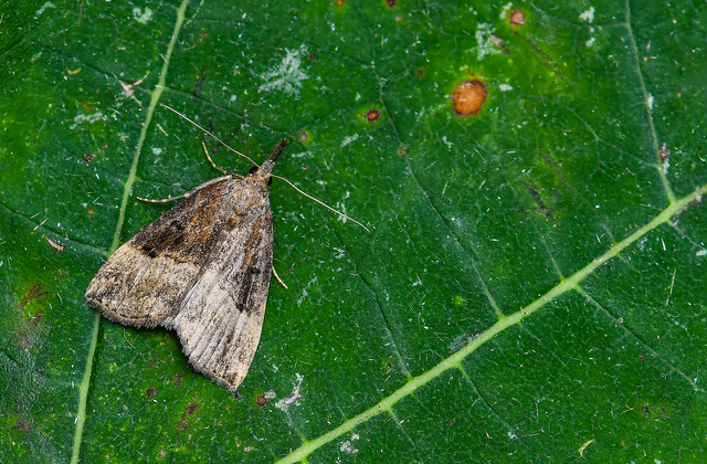 Hypena rostralis - közönséges karcsúbagoly
