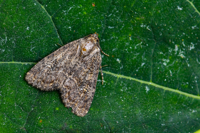 Mesapamea secalella/secalis