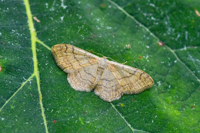 Idaea aversata - nagy sávosaraszoló