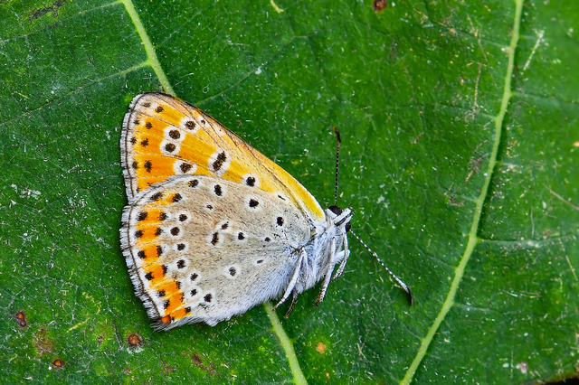 Lycaena thersamon - kis tűzlepke