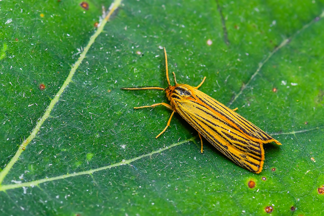 Spiris striata - csíkos molyszövő