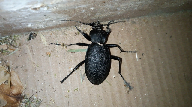 Carabus coriaceus - bőrfutrinka Carabus coriaceus - bőrfutrinka