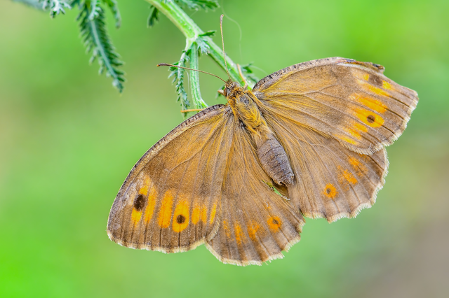 Arethusana arethusa - közönséges szemeslepke