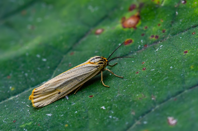 Spiris striata - csíkos molyszövő