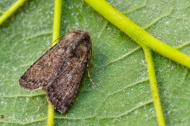 Euxoa