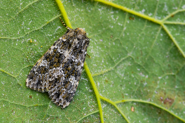Polymixis polymita - kankalin-tarkabagoly