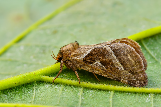 Triodia sylvina - kis gyökérrágólepke