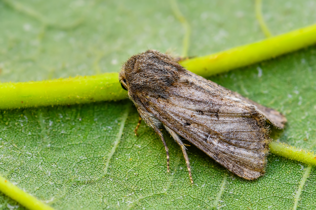 Luperina testacea - barnás szürkebagoly