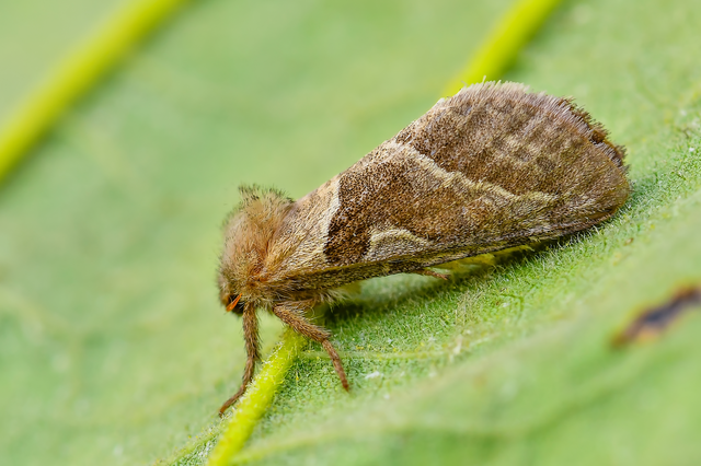 Triodia sylvina - kis gyökérrágólepke