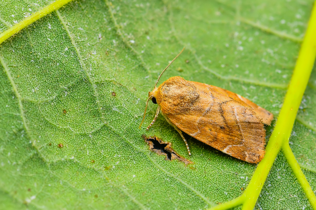 Cosmia affinis - barna lombbagoly