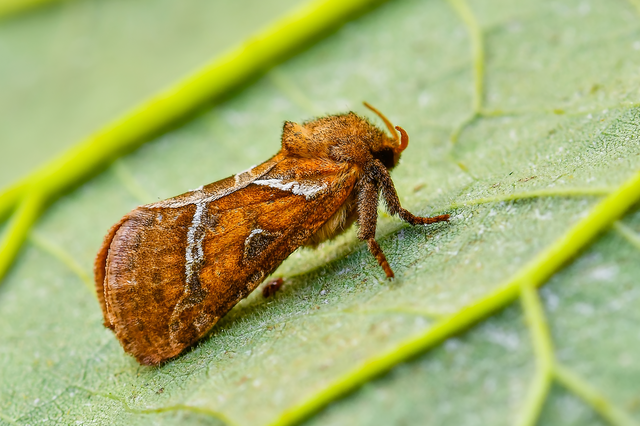 Triodia sylvina - kis gyökérrágólepke