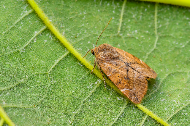 Cosmia affinis - barna lombbagoly