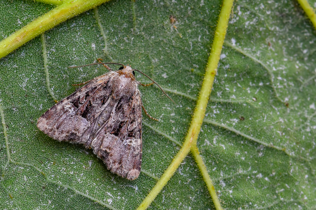 Mesapamea secalella/secalis