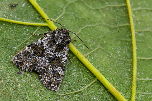 Polymixis polymita - kankalin-tarkabagoly