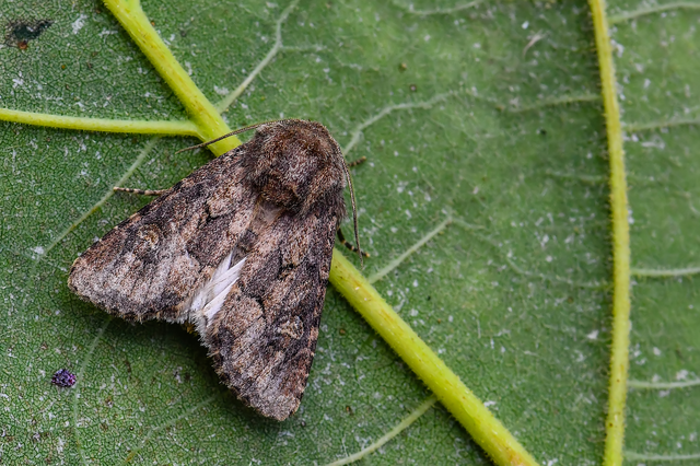 Luperina testacea - barnás szürkebagoly