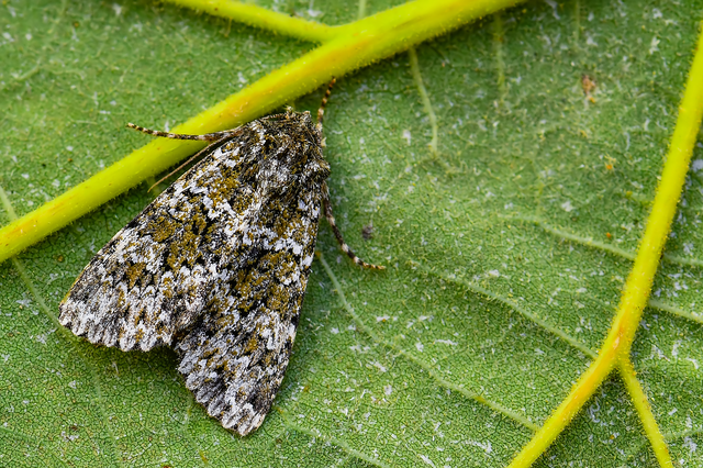 Polymixis polymita - kankalin-tarkabagoly