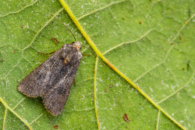 Agrotis segetum - vetési földibagoly