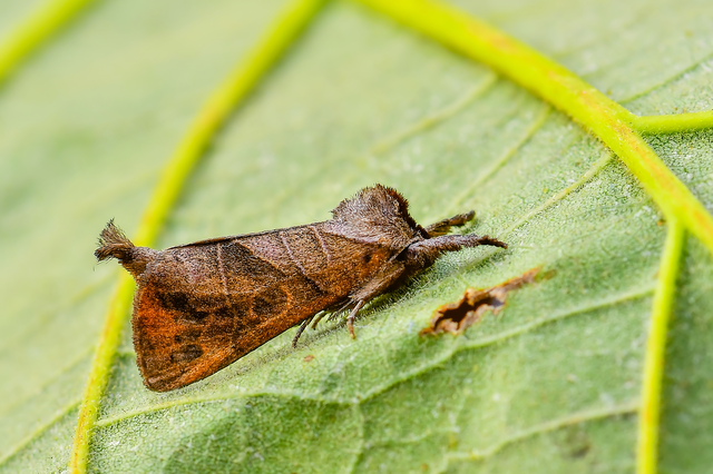 Clostera anastomosis - barna levélszövő