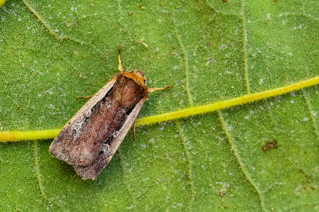 Ochropleura plecta - fehérszegélyű fűbagoly