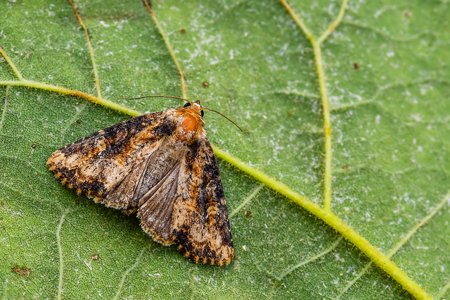 Mesapamea secalella/secalis