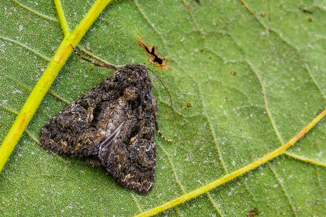 Anophia leucomelas - déli folyófűbagoly