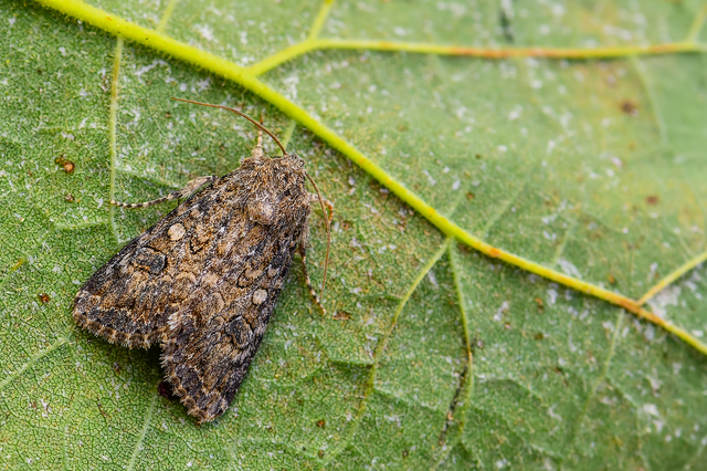 Hadula trifolii - lóherebagoly