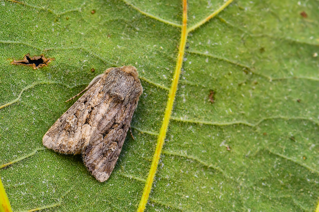 Luperina testacea - barnás szürkebagoly