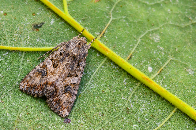 Hadula trifolii - lóherebagoly