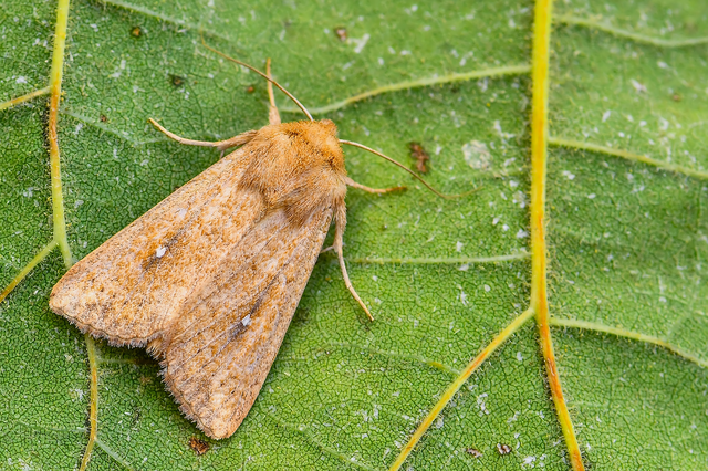 Mythimna albipuncta - fehérpettyes rétibagoly