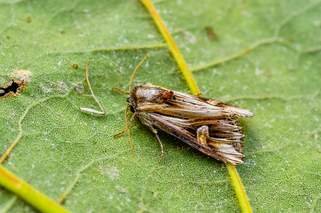 Actinotia polyodon - nagy sugarasbagoly