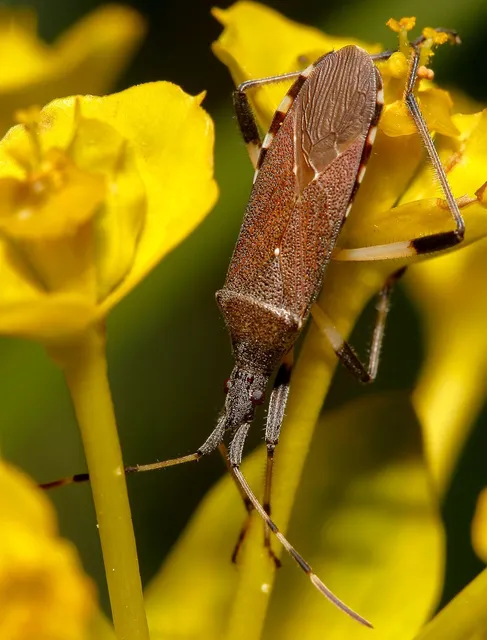 Dicranocephalus