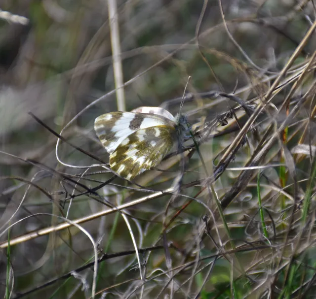 Pontia edusa - rezedalepke