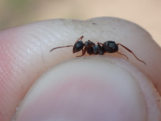 Formica cunicularia - gyakori rabszolgahangya