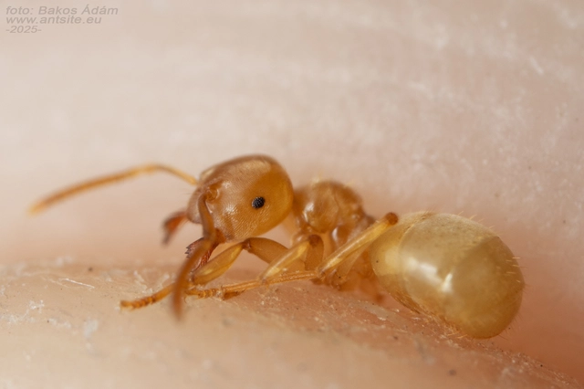 Lasius flavus - gyakori borostyánhangya