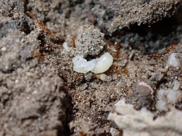 Solenopsis fugax - tolvajhangya
