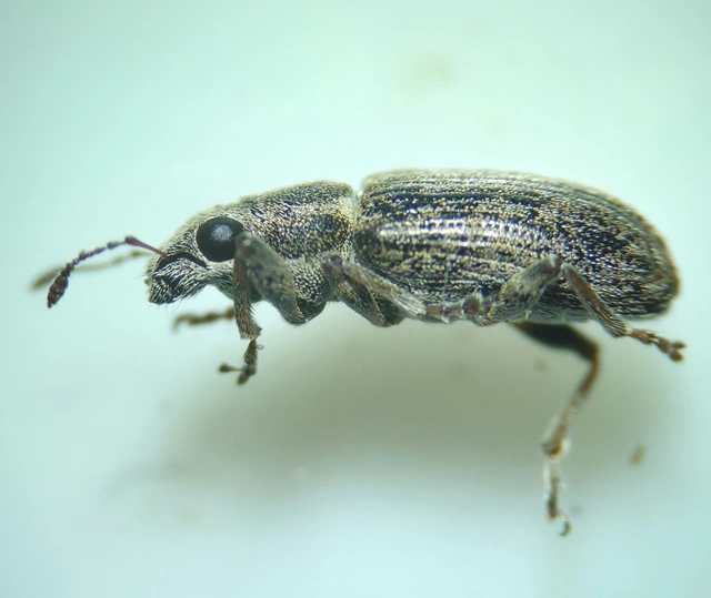 Sitona lineatus - sávos csipkézőbogár