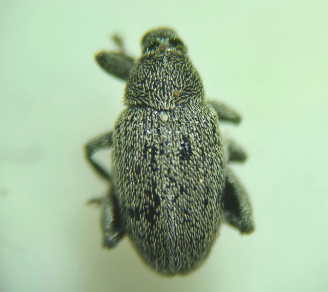 Pseudorchestes pratensis - imola-bolhaormányos