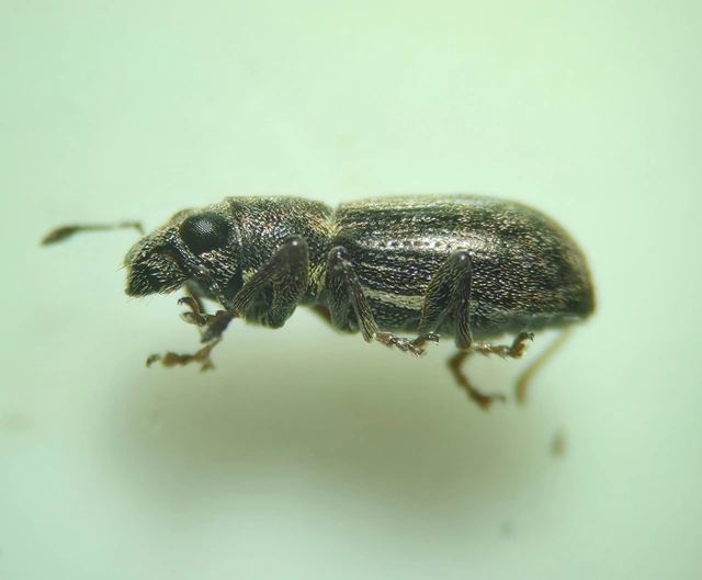 Sitona sulcifrons argutulus - szegélyes csipkézőbogár