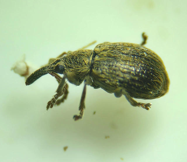 Trichopterapion holosericeum - gyertyánmag-cickányormányos Trichopterapion holosericeum - gyertyánmag-cickányormányos