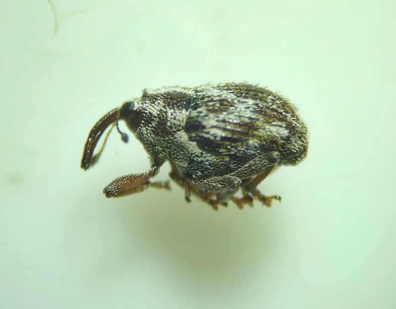 Trichosirocalus barnevillei - fehérsoros ormányos